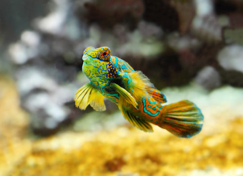 E-billet adulte - Musée Océanographique Aquarium de Monaco : validité 11/02/2027